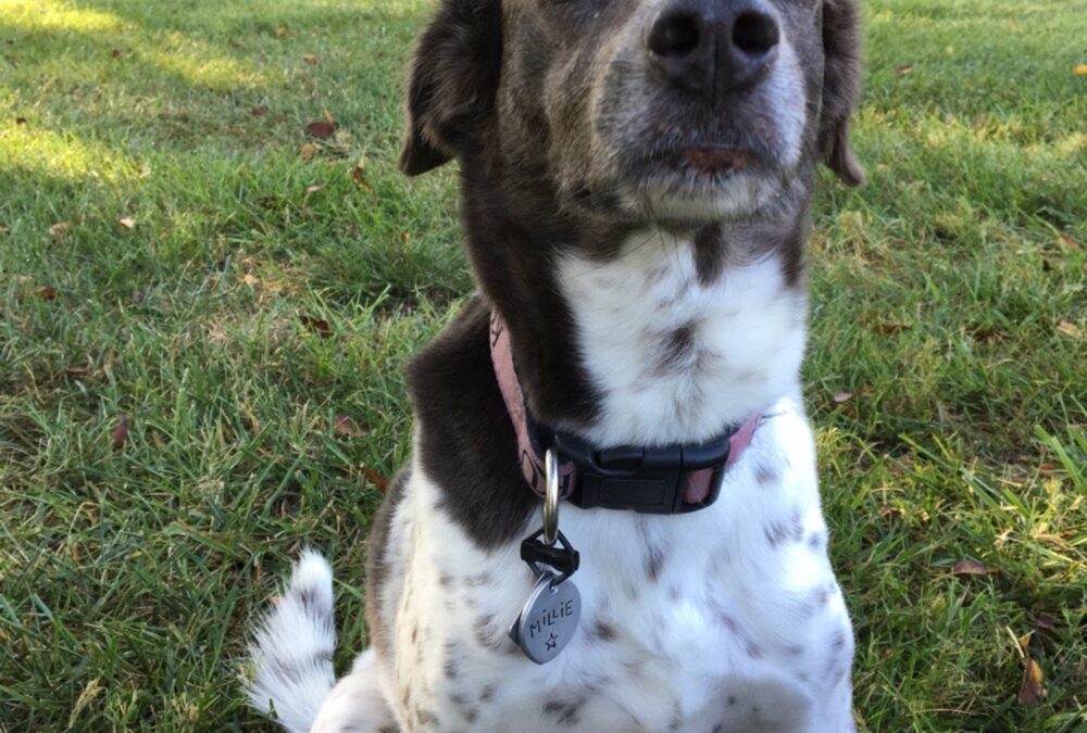 Becoming a Dog Trainer