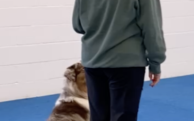 Atomic Habits for Dogs