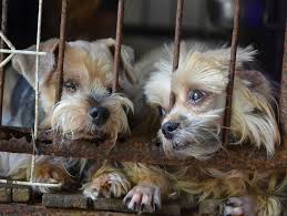 Avoiding Puppy Mills